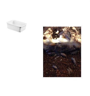 En bænkebider er god for naturen