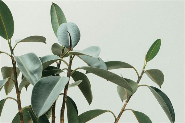 Effektiv selvvanding af blomster og krydderurter