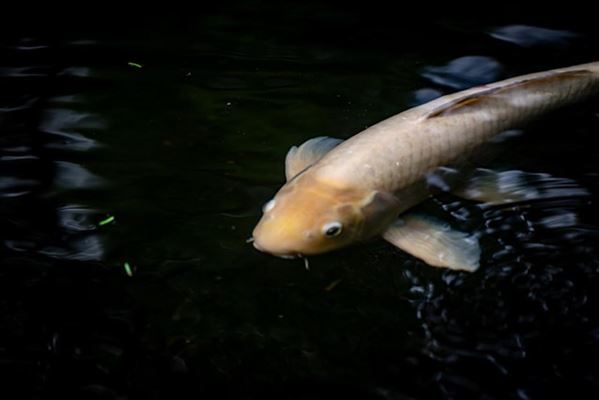 Alt du skal vide om din havedam