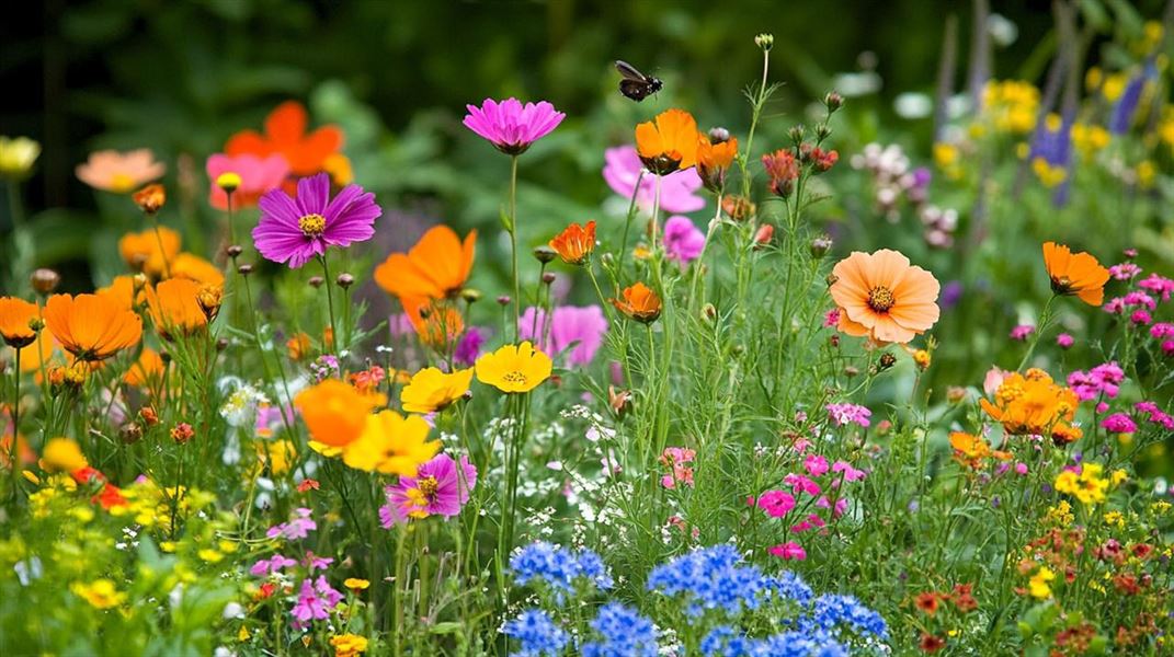 Frøblandinger - en guide til frodige haver og plæner